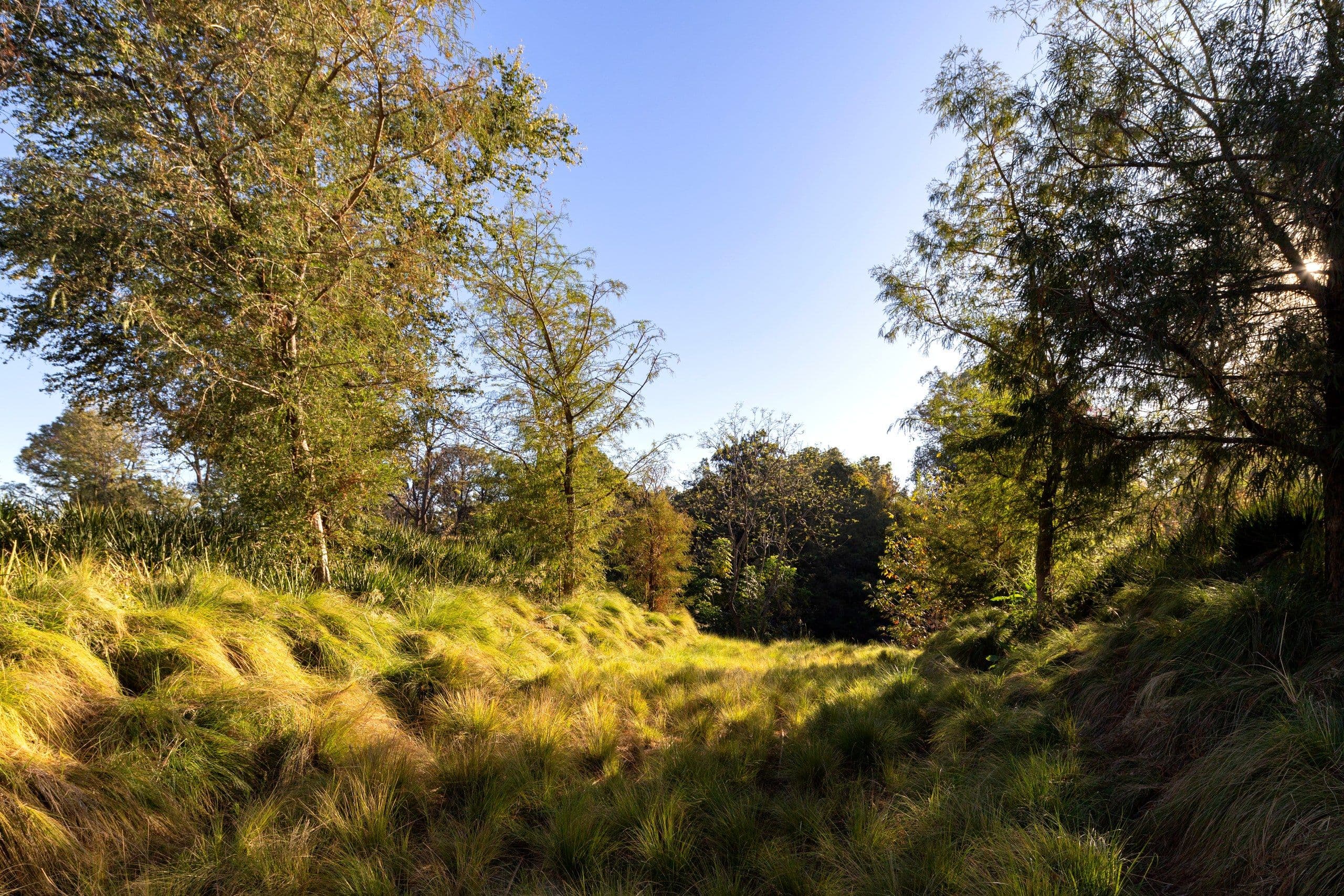 Bosquet 2